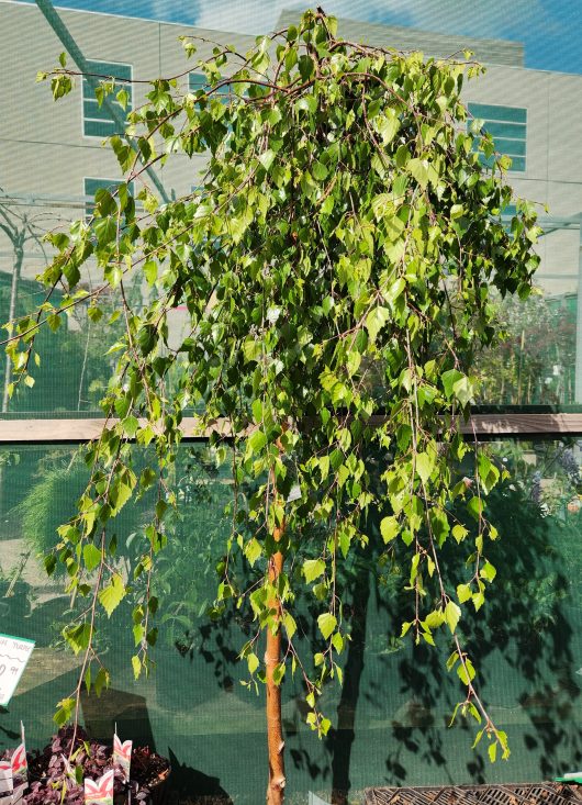 Weeping silver birch Tree Head leaves foliage betula pendula youngii against shadecloth