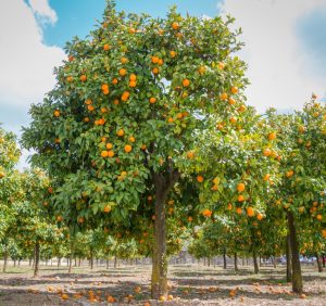 A Citrus Orange Tree 'Washington Navel' 16" Pot stands vibrantly in an orchard with oranges scattered on the ground beneath it.