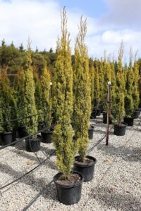 Cupressus 'Swanes Gold' Conifer 13