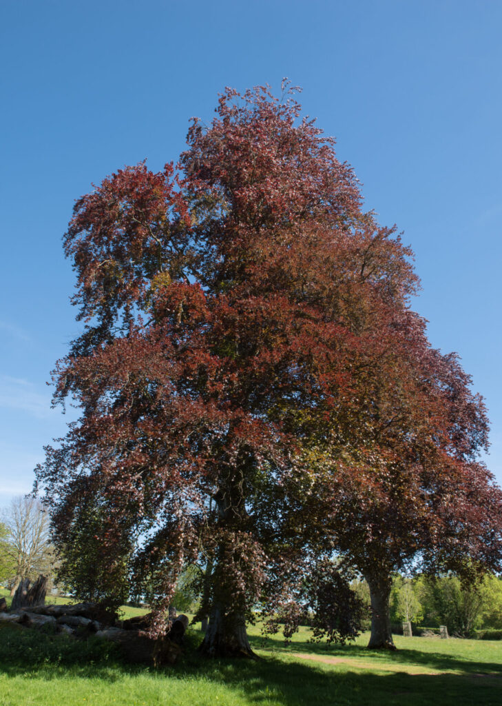 Fagus 'Purple Copper Beech' 7