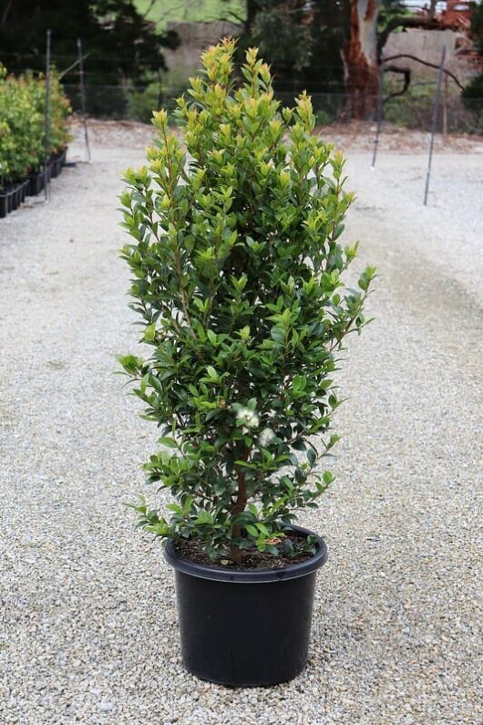 A Syzygium 'Hinterland Gold' Lilly Pilly plant with lush green leaves and white blossoms, placed in a 13" pot on a gravel path in a garden.