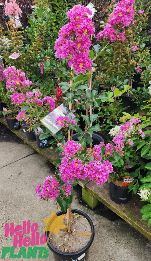 A vibrant pink Lagerstroemia 'Zuni' Crepe Myrtle blossoms elegantly in a sleek 12" black pot, surrounded by lush greenery, with the "Hello Hello PLANTS" logo proudly displayed.