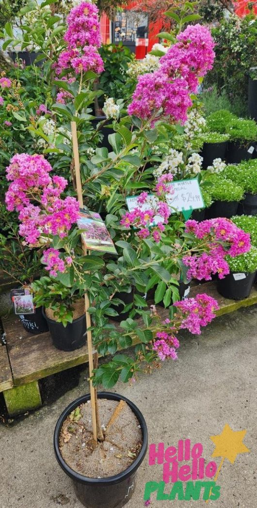 A display in a garden store features a Lagerstroemia 'Zuni' Crepe Myrtle 12" pot, priced at $24.99, its vibrant pink flowers standing out against a backdrop of other plants that enhance the lively setting.