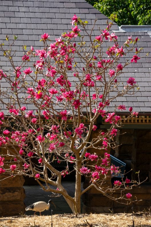 A pink-flowered Magnolia 'Cleopatra™' 12" Pot in bloom stands in front of a shingled roof with a goose walking at its base on a sunny day.