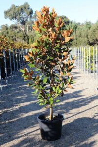 Magnolia 'Little Gem' 16" Pot - Hello Hello Plants & Garden Supplies