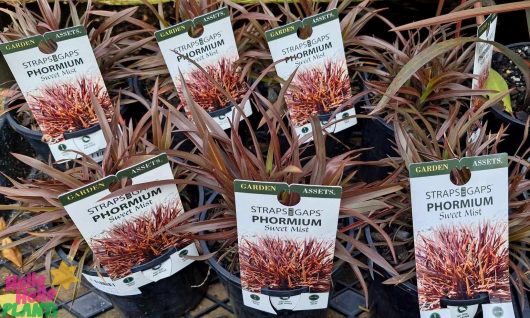 A selection of Phormium plants with brownish-red leaves in 6-inch pots, labeled "Phormium 'Sweet Mist' Flax," are showcased in a garden center.