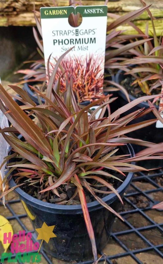 A 6" pot of Phormium 'Sweet Mist' Flax, featuring reddish-brown spiky leaves, is elegantly displayed with a label on a metal shelf.