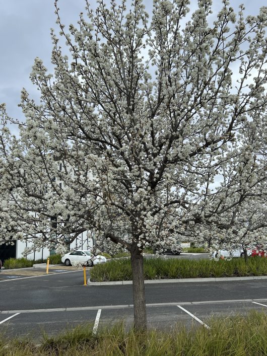 A Pyrus 'Manchurian' Ornamental Pear in a 16" pot, adorned with white blossoms, stands beside an asphalt parking lot, with several cars and a multi-story building in the background.