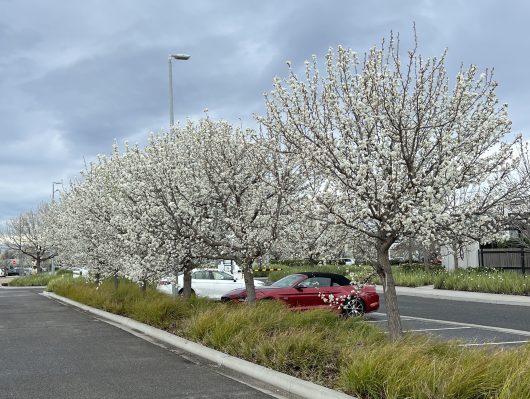 A row of Pyrus 'Manchurian' Ornamental Pear trees in 16" pots with white blossoms lines a parking lot, where a red convertible car is parked next to the ornamental pears under a cloudy sky.