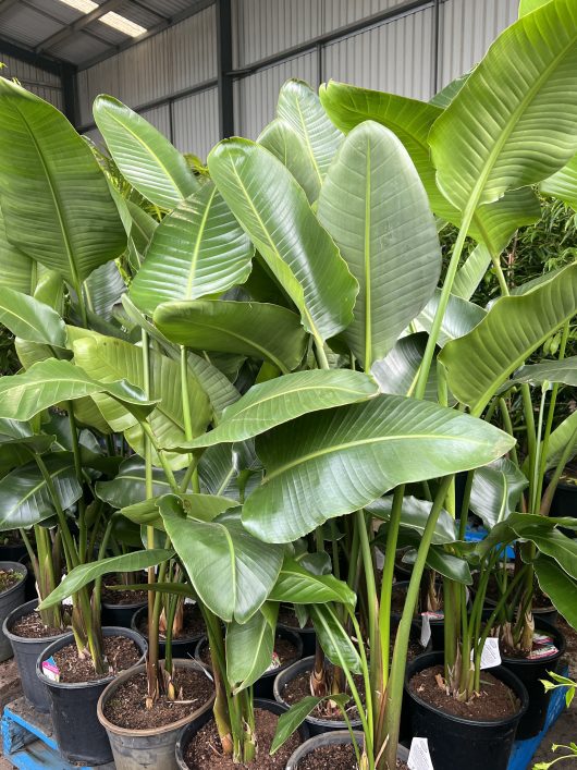 Several potted leafy green plants, including a striking Strelitzia 'Giant Bird of Paradise' in a 12" pot, are arranged closely together inside a warehouse or greenhouse.