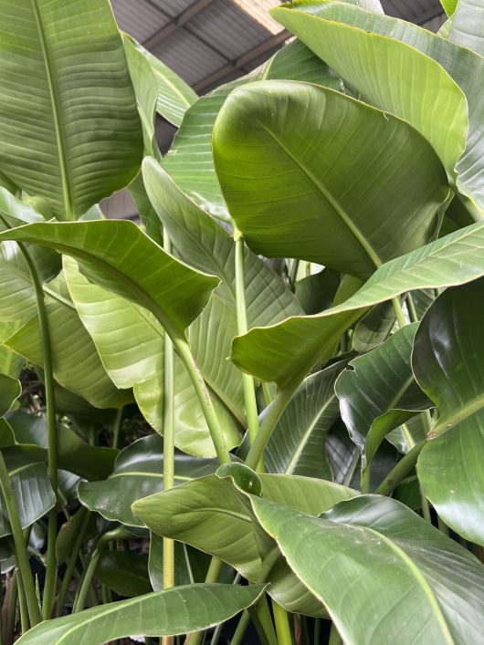 Close-up of large, green tropical leaves with prominent veins from a Strelitzia 'Giant Bird of Paradise' 12" Pot under a partially visible greenhouse roof.