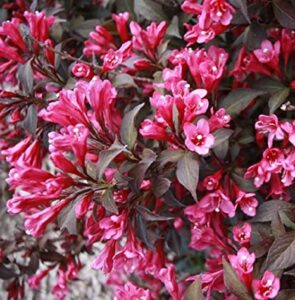 Weigela 'Purple' 10