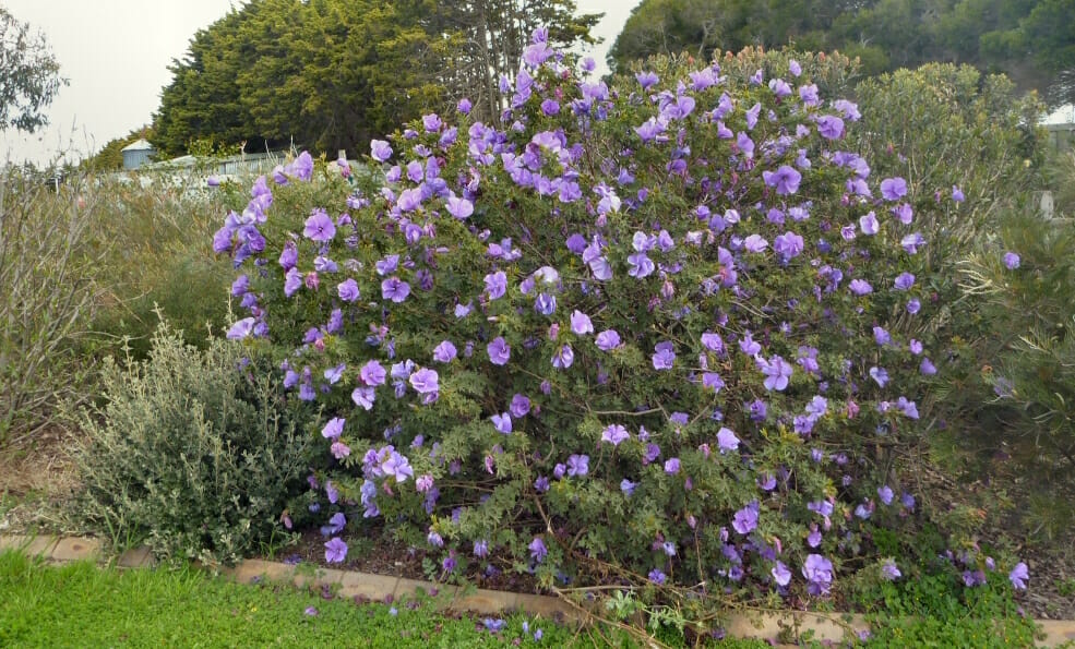 Alyogyne Native Hibiscus Purple Hello Hello Plants Garden Supplies