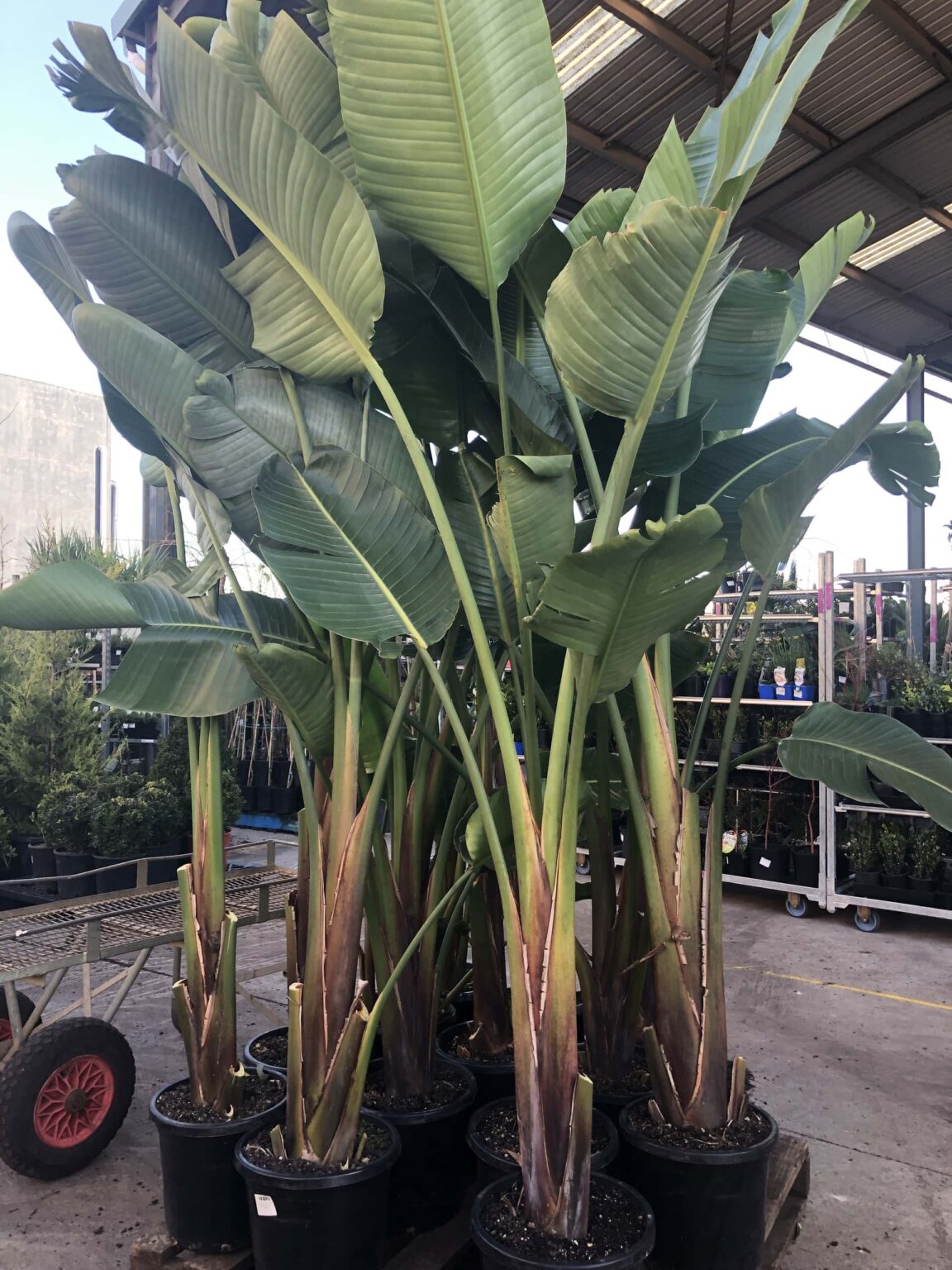 Strelitzia 'Giant Bird of Paradise' 12" Pot - Hello Hello Plants