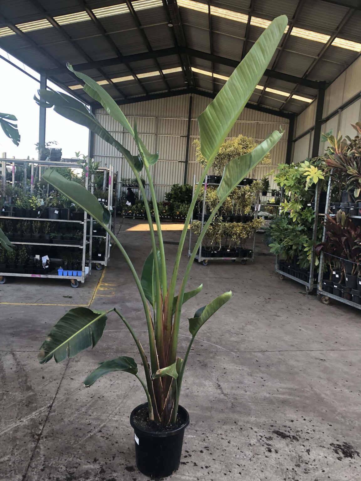 Strelitzia 'Giant Bird of Paradise' 12" Pot - Hello Hello Plants