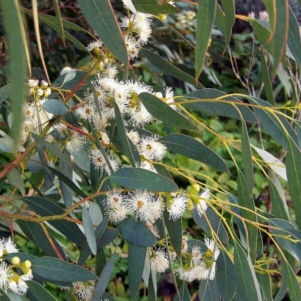 Eucalyptus 'Tasmanian Blue Gum' - Hello Hello Plants