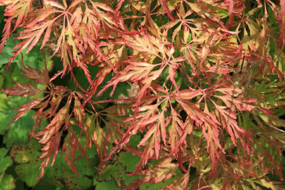 Japanese Maple "Berrima Bridge"