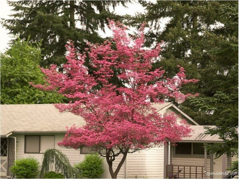 Acer 'Chishio' Japanese Maple - Hello Hello Plants