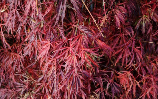 Close-up of red Acer 'Green Hornet' Japanese Maple 12" Pot leaves.