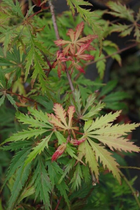 Japanese Maple Acer 'Felice' leaves displaying autumn colors in a Acer 'Felice' Japanese Maple 10" Pot.
