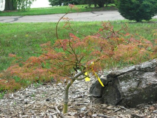 Japanese Maple "Berrima Bridge"