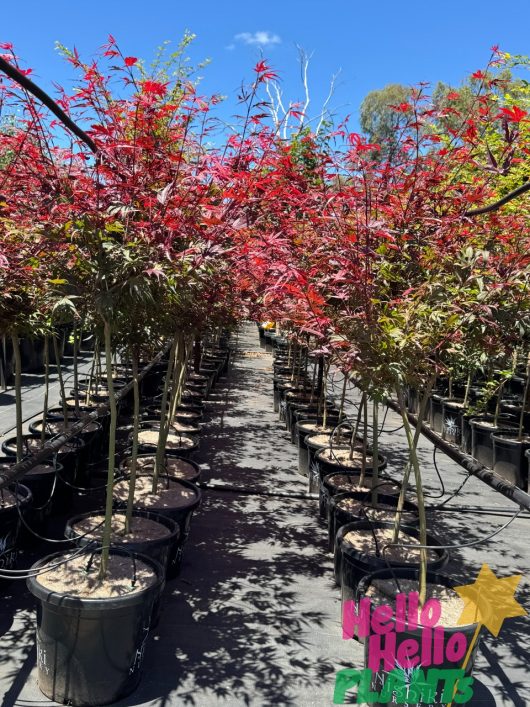 In the nursery, rows of Acer 'Shaina' Japanese Maples in 13" pots display their vibrant red leaves, with a logo in the bottom right corner.