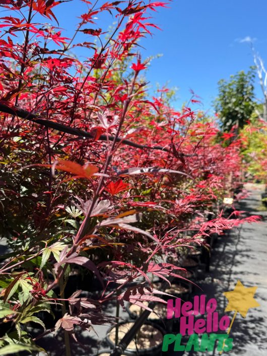 Under a clear blue sky, Acer 'Shaina' Japanese Maple plants in 13" pots display their vibrant red leaves.