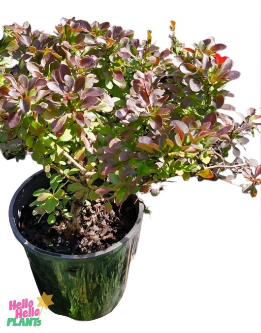 The Berberis 'Little Favourite' Barberry 6" Pot is a stunning potted shrub with reddish-green leaves that contrast elegantly against a white backdrop, enhancing any space.