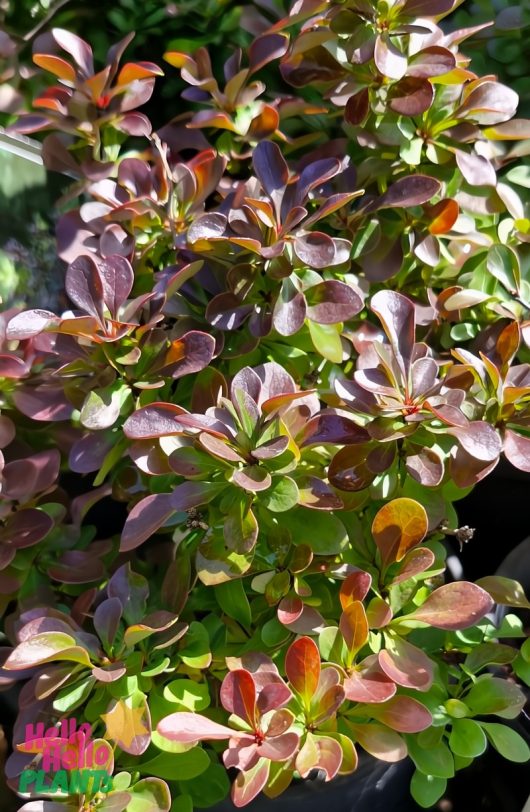 The vibrant green and red leaves of the Berberis 'Little Favourite' Barberry in a 6" pot shimmer under sunlight, showcasing a delightful mix of colors and textures.