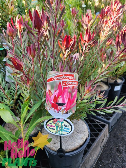 Potted Leucadendron 'Strawberries and Cream' 8" Pot with red and cream flowers, labeled as the number one protea variety. Image shows plants in 8" pots placed on wooden racks.