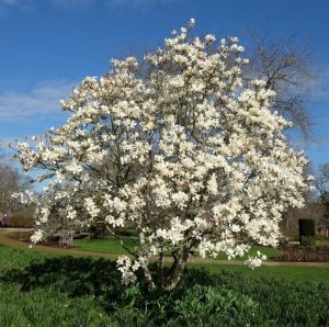 A blooming white Magnolia 'Nigra' 6" Pot stands in a grassy park under a clear blue sky, perfectly embodying nature's elegance as if freshly planted from a 6" pot.
