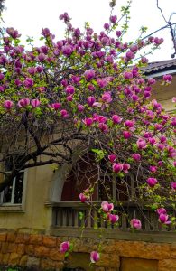 A Magnolia 'Nigra' 6" Pot bursts with numerous pink flowers, blooming beautifully in front of a building with arched windows and a stone fence.