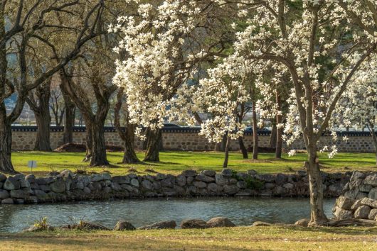 A serene park scene with blooming white magnolia trees, including Magnolia 'Nigra' 6" Pot, a stone wall, and a calm pond bordered by rocks and green grass.