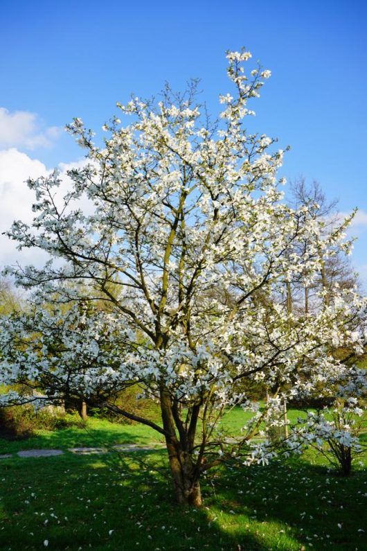 A Magnolia 'Nigra' 6" Pot filled with white blossoms stands in a grassy area with a blue sky in the background, ready to thrive.