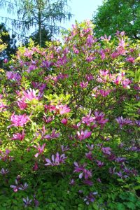A vibrant bush with numerous pink flowers and green leaves, set against a backdrop of trees and bright sky, thriving beautifully in a Magnolia 'Nigra' 6" Pot.