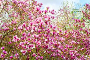 A lush Magnolia 'Nigra' 6" Pot in full bloom, displaying numerous pink flowers amidst green foliage and a blue sky in the background. Perfect for your garden, this beautiful specimen thrives wonderfully in a 6" pot.