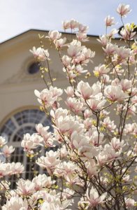 A tree with abundant white and pink Magnolia 'Nigra' 6" Pot blossoms stands in front of a building with an arched window and circular design above it.