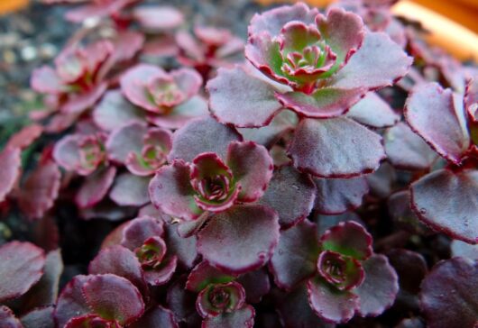 Close-up of rosette-shaped Sedum Chocolate BLOB® 6" Pot succulents with reddish-purple leaves.