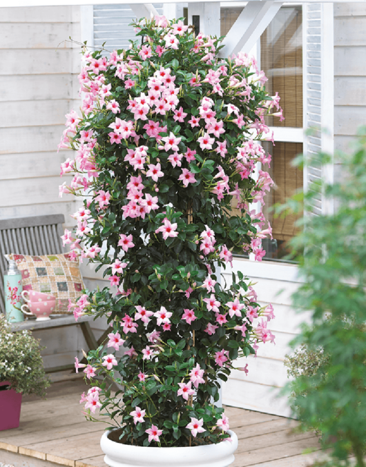 A lush Mandevilla 'Classic Cream Pink' 6" Pot vine with classic cream pink flowers growing on a wooden deck.