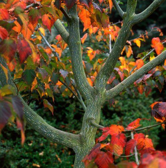 Acer 'Snake Bark' Maple 8" Pot, known for its green moss-covered trunk and branches, flourishes magnificently surrounded by vibrant red and orange autumn leaves.