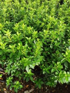 Dense growth of bright green Azalea 'Alba Magnifica' 8" Pot shrubs with fresh, glossy leaves, bathed in sunlight.