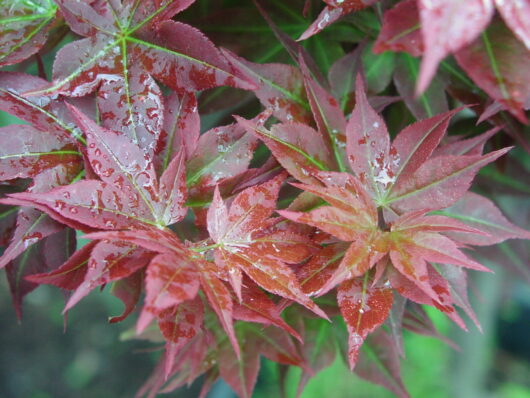 Japanese Maple "Oshu Beni"