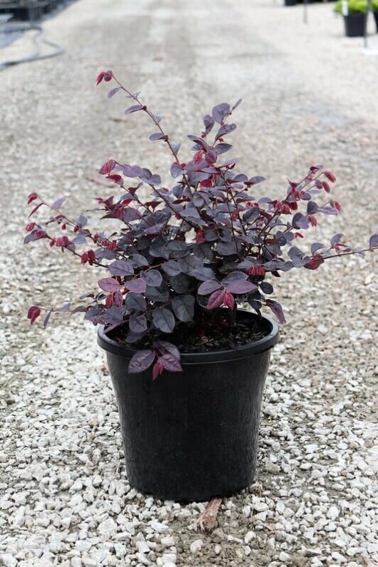 Loropetalum Plum Gorgeous Pbr Pot Hello Hello Plants Garden