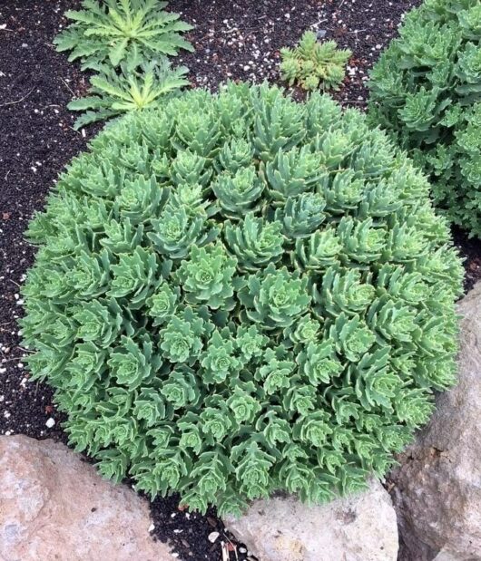 Sedum "Thunder Cloud"