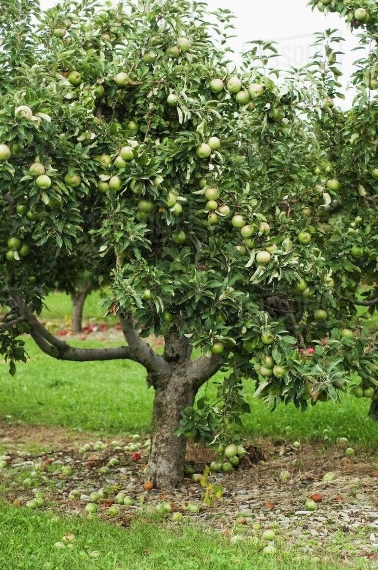 Malus Granny Smith Apple 16 Pot Hello Hello Plants 