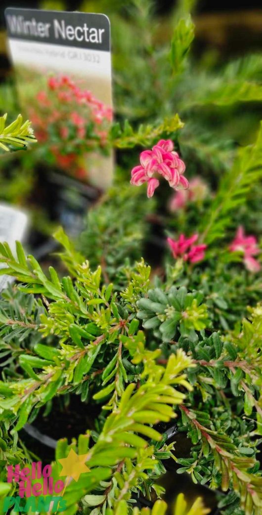 A close-up of a Grevillea 'Winter Delight' plant, showcasing its lush green foliage and small pink flowers in a 6" pot, is labeled with the "hello Hello" logo in the corner, adding a touch of charm.