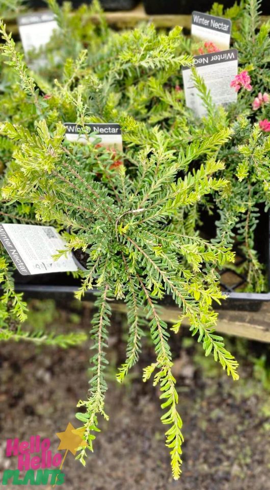 Close-up of a green, leafy Grevillea 'Winter Delight' plant at a nursery, elegantly showcased in a 6" pot, with the Hello Hello Plants logo in the bottom left corner.