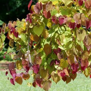 Cercis 'Flame' Redbud - Hello Hello Plants & Garden Supplies