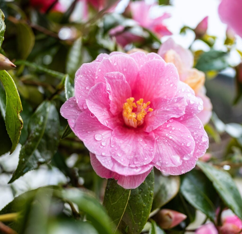 Camellia sasanqua 'Plantation Pink' 7" Pot - Hello Hello Plants