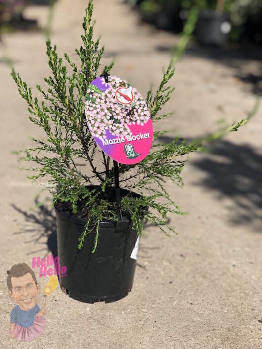 Leptospermum "Mozzie Blocker" 6" Pot